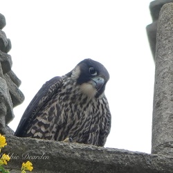 Wildlife
