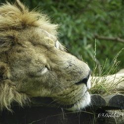 Wildlife
