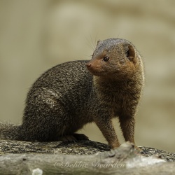 Wildlife