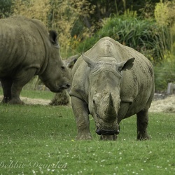 Wildlife