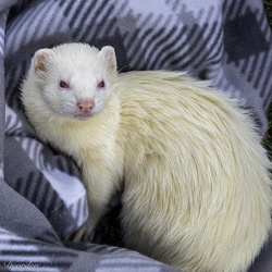 Ferrets