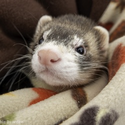 Ferrets