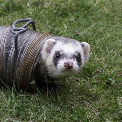 Ferrets